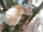 Rabbit