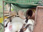 Rabbits
