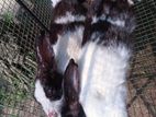 Rabbits