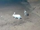 Rabbit