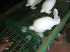 Rabbits