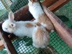 Rabbits