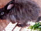 முயல் Rabbit