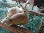 Rabbits