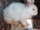 Rabbits