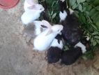 Rabbits