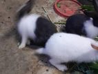 Rabbits
