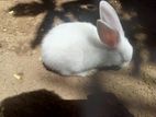 Rabbits