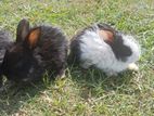 Rabbits
