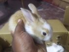 முயல் குட்டி