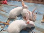 முயல் குட்டிகள்