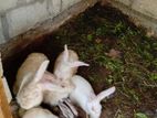 Rabbits