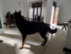 German Shepherd for Crossing