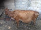 Farm Cow