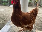 Farm Chickens