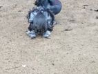 மயில் புரா