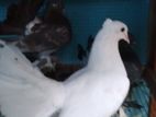 Pigeon
