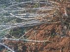 මයියොක්කා දඩු