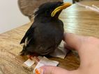 Myna Chick