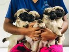 Pug Dog Puppies