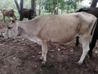 නෑම්බ