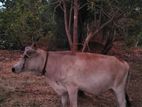 නෑම්බිය විකිනීමට