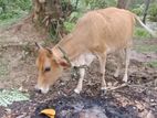 Farm Cow