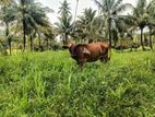 නෑම්බියක්