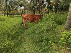 Farm Cow