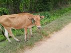 නෑම්බියන් දෙන්නෙක් විකිනීමට