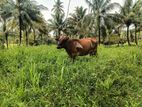 නෑම්බියන්