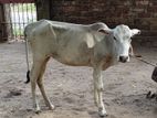 Farm Cow