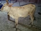 Farm Cow