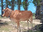 Farm Cow
