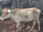 Farm Cow