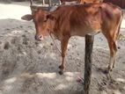 நாகு முதியான்கள்