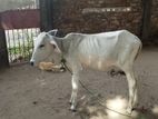 நாகு முதியான்கள்