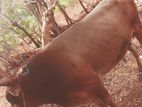 Milk Cow
