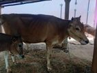 Farm Cow