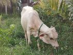 Maadu Cow
