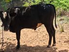 Farm Cow