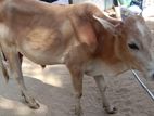 naampan maadu