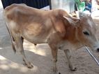 Naampan Maadu