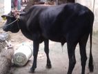 Naampan Maadu