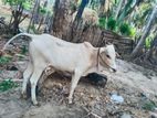 Naampan Maadu