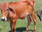 Farm Cow