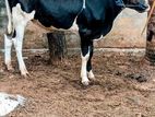 Farm Cow