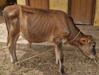 Farm Cow