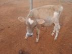 Farm Cow