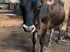 Farm Cows